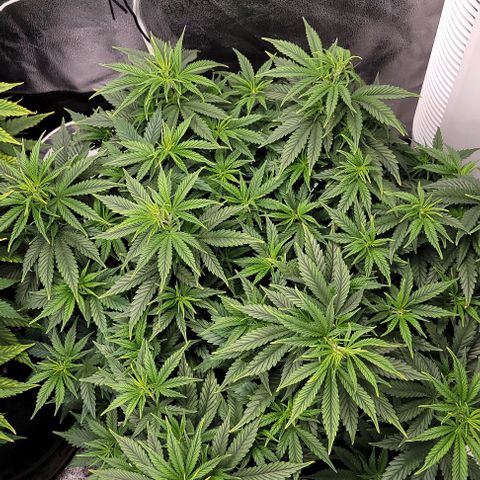Stardawg growlog timeline photo