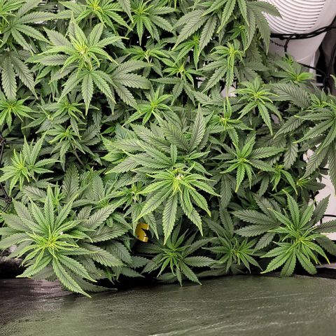 Stardawg growlog timeline photo