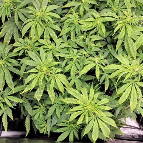 Bruce Banner growlog timeline photo
