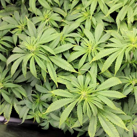 Bruce Banner growlog timeline photo