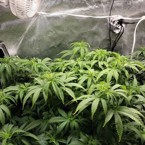 Bruce Banner growlog timeline photo