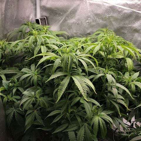 Bruce Banner growlog timeline photo