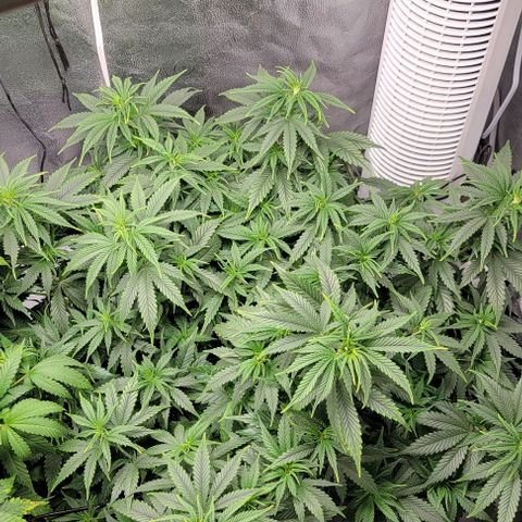 Stardawg growlog timeline photo