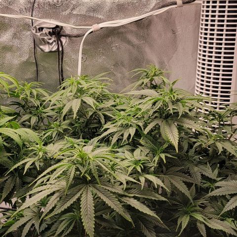 Stardawg growlog timeline photo