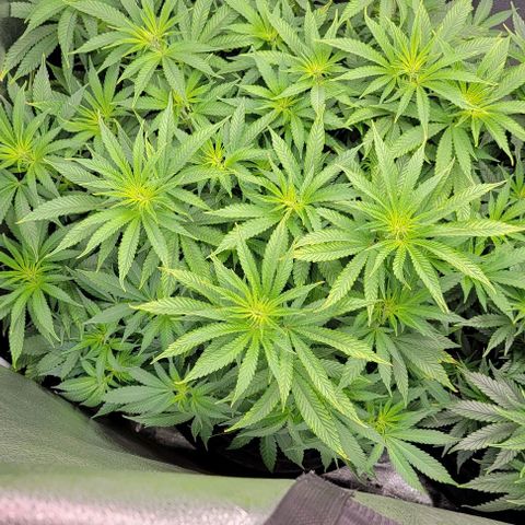 Bruce Banner growlog timeline photo