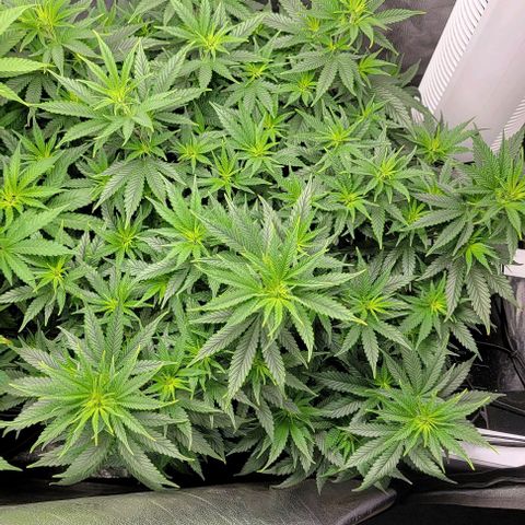 Stardawg growlog timeline photo