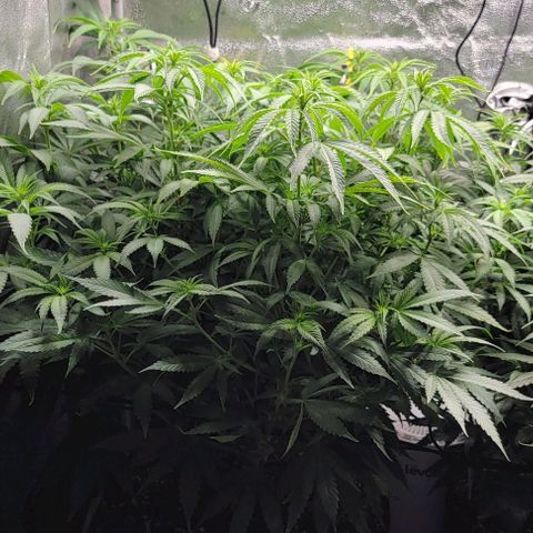 Bruce Banner growlog timeline photo