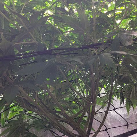 Bruce Banner growlog timeline photo