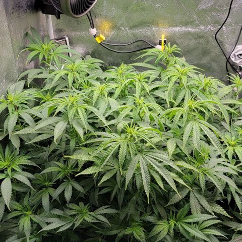 Bruce Banner growlog timeline photo