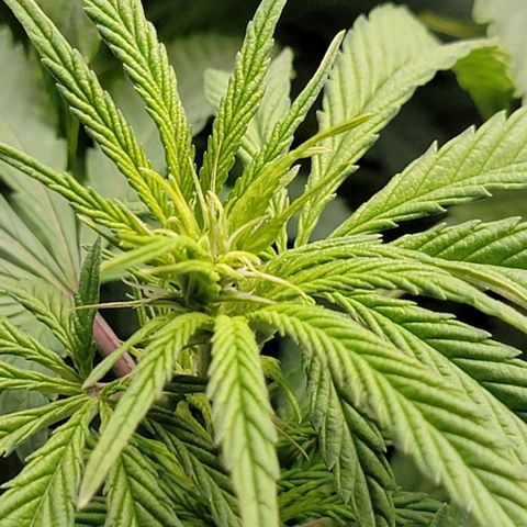 Bruce Banner growlog timeline photo