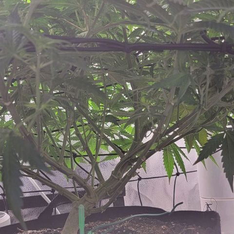 Stardawg growlog timeline photo