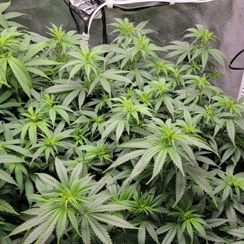 Stardawg growlog timeline photo