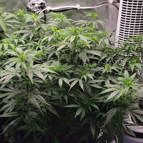 Stardawg growlog timeline photo
