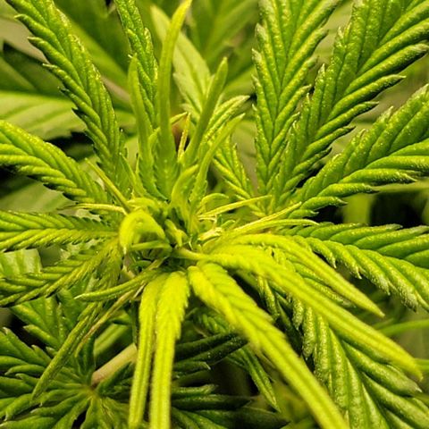 Stardawg growlog timeline photo