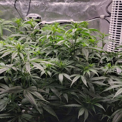 Stardawg growlog timeline photo