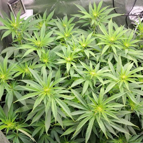 Bruce Banner growlog timeline photo