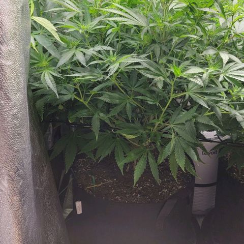 Bruce Banner growlog timeline photo