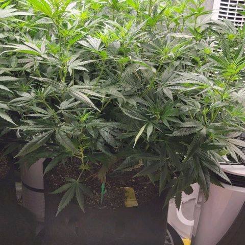 Stardawg growlog timeline photo