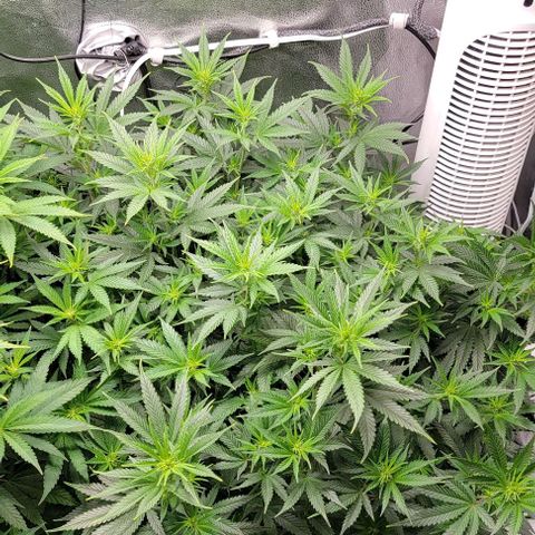 Stardawg growlog timeline photo