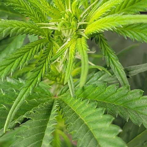 Stardawg growlog timeline photo