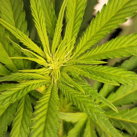 Bruce Banner growlog timeline photo