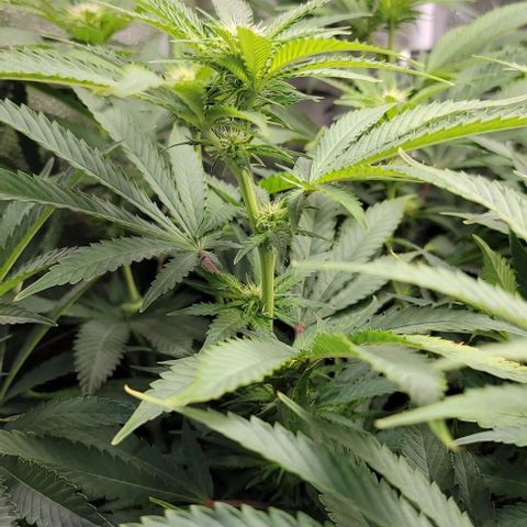 Bruce Banner growlog timeline photo