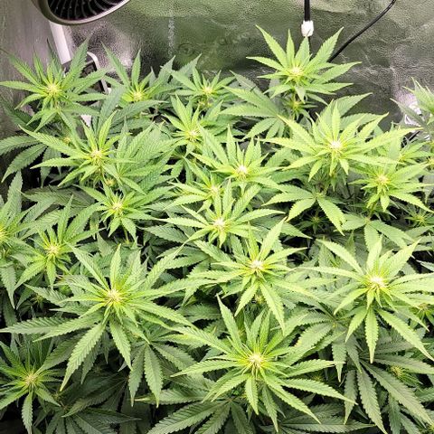 Bruce Banner growlog timeline photo