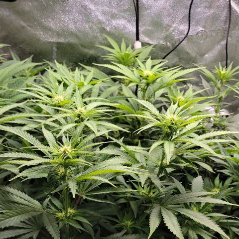 Bruce Banner growlog timeline photo