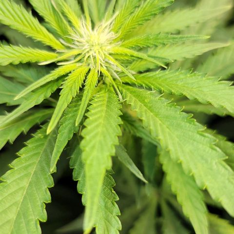 Bruce Banner growlog timeline photo