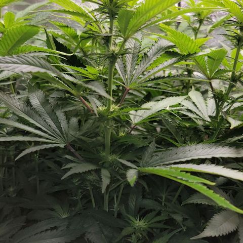 Bruce Banner growlog timeline photo