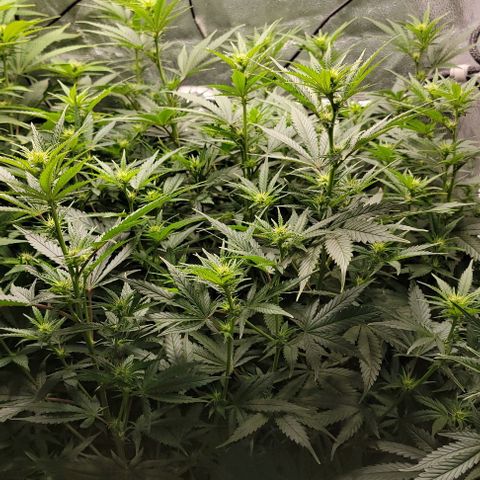 Stardawg growlog timeline photo