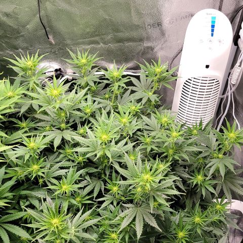 Stardawg growlog timeline photo
