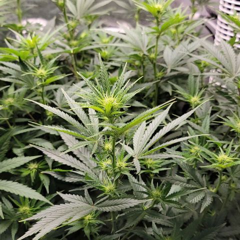 Stardawg growlog timeline photo