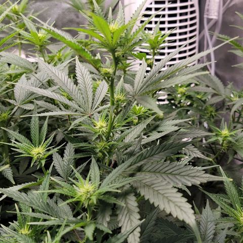 Stardawg growlog timeline photo
