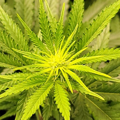 Stardawg growlog timeline photo