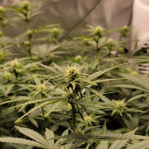 Stardawg growlog timeline photo