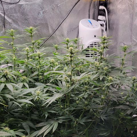 Stardawg growlog timeline photo