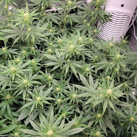 Stardawg growlog timeline photo