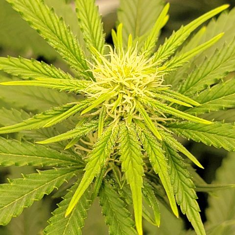Stardawg growlog timeline photo