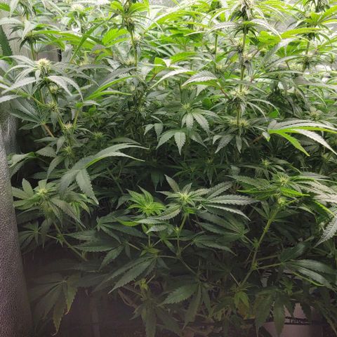 Bruce Banner growlog timeline photo