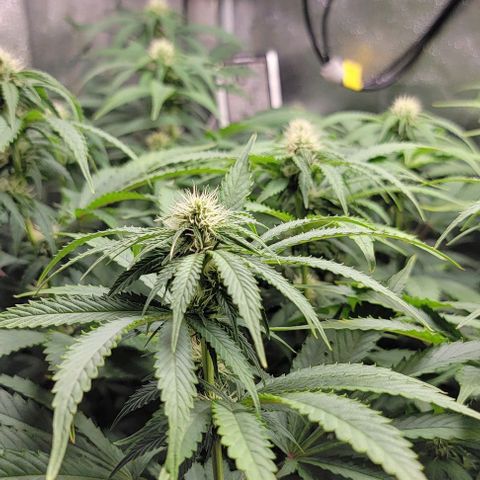 Bruce Banner growlog timeline photo