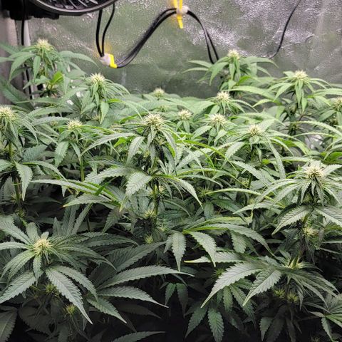 Bruce Banner growlog timeline photo