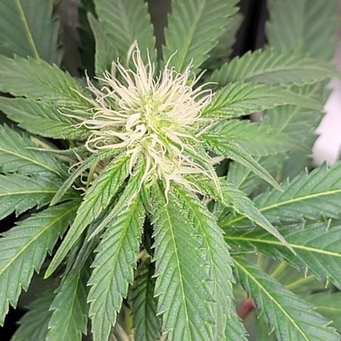 Bruce Banner growlog timeline photo
