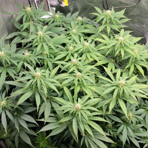 Bruce Banner growlog timeline photo