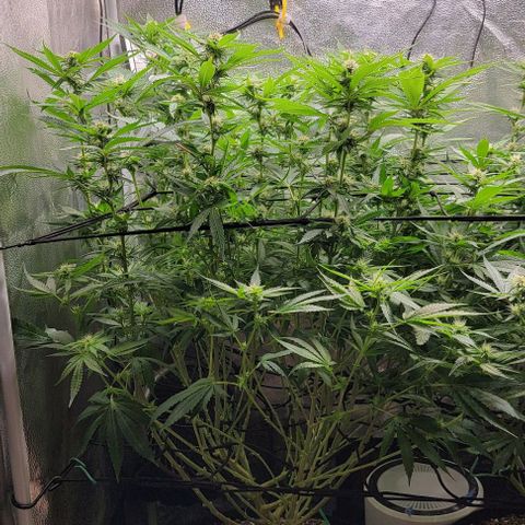 Bruce Banner growlog timeline photo