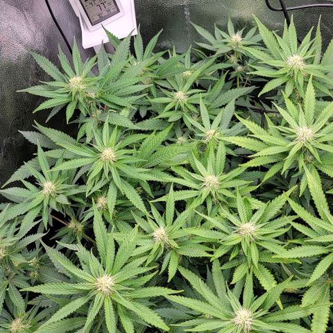 Bruce Banner growlog timeline photo