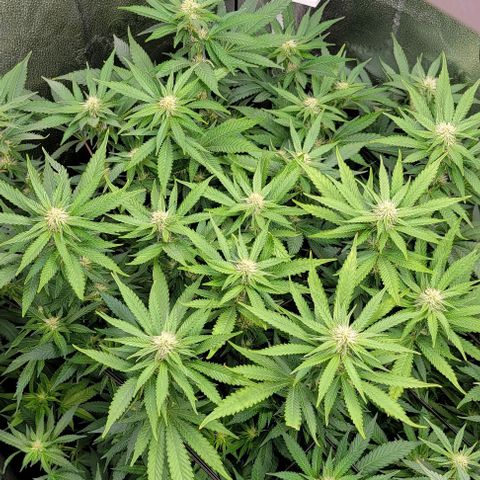 Bruce Banner growlog timeline photo
