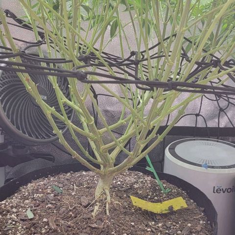 Bruce Banner growlog timeline photo