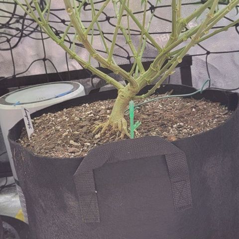 Stardawg growlog timeline photo