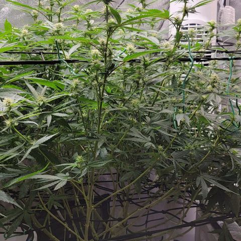 Stardawg growlog timeline photo